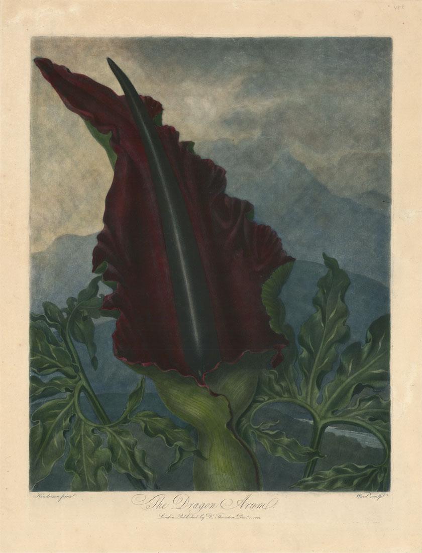 Robert Thornton, Dragon Arum, Original Mezzotint (1 of 4)