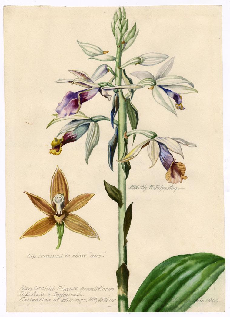 Edith F. Johnston, Nun Orchid, Watercolor: Title: Nun Orchid - Phaius grandiflorus S. E. Asia & Indonesia. Collection of Billings McArthur. Artist: Edith F. Johnston (1888-1974) Medium: Watercolor, 1966. Signed in image "Edith F. Johnston" and
