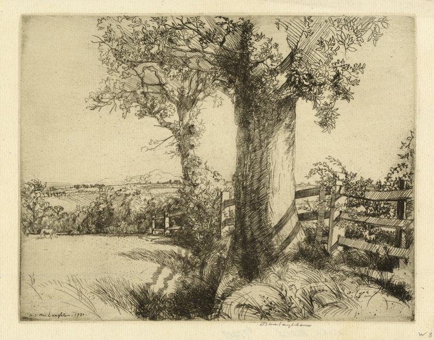Donald Shaw MacLaughlan, Sussex Hedges, Etching: Title: Sussex Hedges. Artist: Donald Shaw MacLaughlan (1876 -1938) Medium: Etching, 1920. Edition c.60. Signed in pencil. Signed and dated within the plate. Image size 8 3/8 x 10 3/4" (21 x 26.9 c