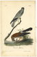 Audubon octavo, Common Harrier. Pl. 26, Litho