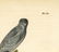 Audubon octavo, Common Harrier. Pl. 26, Litho - 3