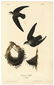 Audubon octavo, American Swift. Pl. 44, Litho
