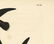Audubon octavo, American Swift. Pl. 44, Litho - 3