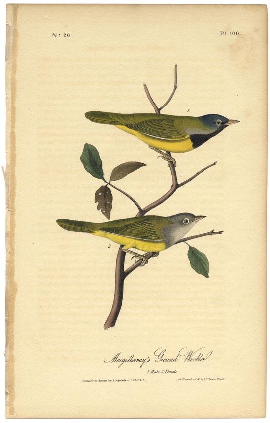 Audubon octavo, Ground-Warbler. Pl. 100, Litho: Title: Macgillivray's Ground-Warbler. (Male and Female). Pl. 100. John James Audubon (1785-1851) Medium: Lithograph handcolored, 1840-44. From the first octavo edition of "The Birds of America." Print