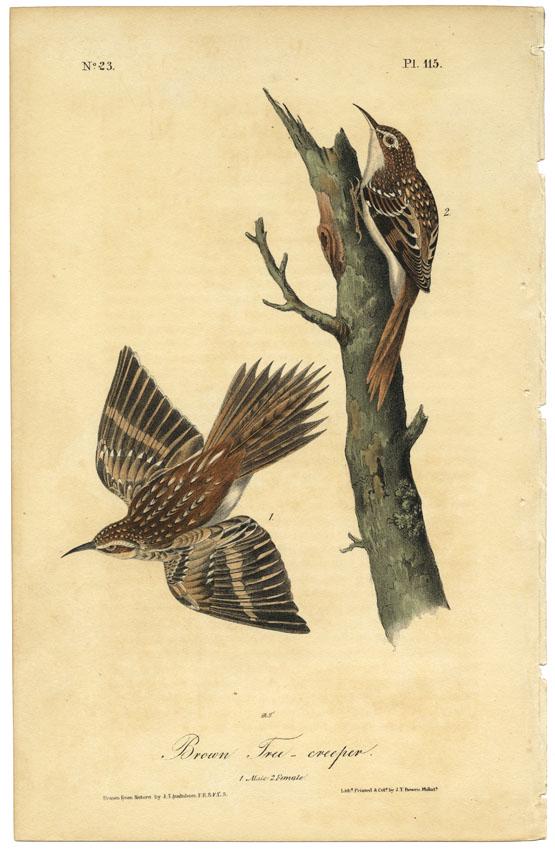 Audubon octavo, Brown Tree-creeper. Pl. 115: Title: Brown Tree-creeper. (Male & Female). Pl. 115. John James Audubon (1785-1851) Medium: Lithograph handcolored, 1840-44. From the first octavo edition of "The Birds of America." Printed and colore