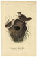Audubon octavo, Marsh Wren. Pl. 124, Litho