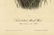 Audubon octavo, Marsh Wren. Pl. 124, Litho - 2