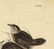 Audubon octavo, Marsh Wren. Pl. 124, Litho - 3