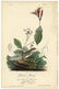 Audubon octavo, Henslow's Bunting. Pl. 163, Litho