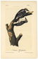 Audubon octavo, Phillip's Woodpecker. Pl. 259