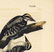 Audubon octavo, Phillip's Woodpecker. Pl. 259 - 3