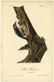 Audubon octavo, Harris's Woodpecker. Pl. 261
