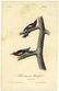 Audubon octavo, Red-Breasted Sapsucker. Pl. 266
