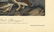 Audubon octavo, Rock Ptarmigan. Pl. 301, Litho - 3