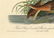 Audubon octavo, Great Red breasted Rail. Pl. 309 - 2