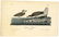 Audubon octavo, Wilson's Plover. Pl. 319.