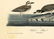 Audubon octavo, Wilson's Plover. Pl. 319. - 2