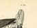 Audubon octavo, Wilson's Plover. Pl. 319. - 4