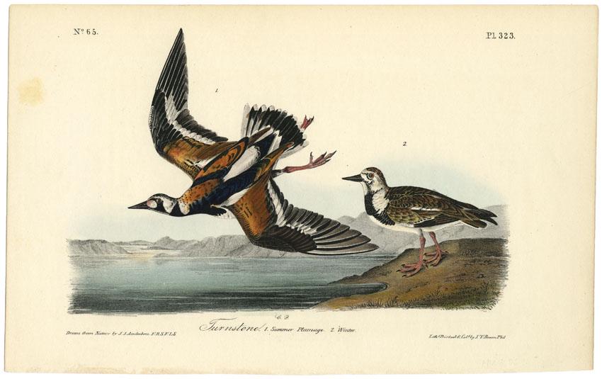Audubon octavo, Turnstone. Pl. 323, Lithograph: Title: Turnstone. (Summer plumage and winter). Pl. 323. John James Audubon (1785-1851) Medium: Lithograph handcolored, 1840-44. From the first octavo edition of "The Birds of America." Printed and col