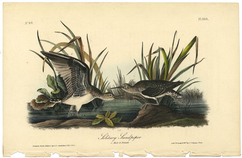 Audubon octavo, Solitary Sandpiper. Pl. 343: Title: Solitary Sandpiper. (Male and female). Pl. 343. John James Audubon (1785-1851) Medium: Lithograph handcolored, 1840-44. From the first octavo edition of "The Birds of America." Printed and colo
