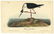 Audubon octavo, Black Necked Stilt. Pl. 354