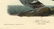 Audubon octavo, Pied Duck. Pl. 400, Lithograph - 2
