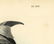 Audubon octavo, Pied Duck. Pl. 400, Lithograph - 4
