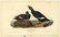 Audubon octavo, Velvet Duck. Pl. 401, Lithograph