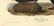 Audubon octavo, Velvet Duck. Pl. 401, Lithograph - 2