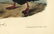 Audubon octavo, Velvet Duck. Pl. 401, Lithograph - 3
