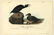 Audubon octavo, Black or Surf Duck. Pl. 402.