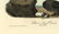 Audubon octavo, Black or Surf Duck. Pl. 402. - 2