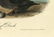 Audubon octavo, Black or Surf Duck. Pl. 402. - 3