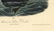 Audubon octavo, American Scoter Duck. Pl. 403. - 2
