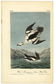 Audubon octavo, White Merganser Smew. Pl. 414.