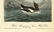 Audubon octavo, White Merganser Smew. Pl. 414. - 2