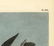 Audubon octavo, White Merganser Smew. Pl. 414. - 3