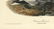 Audubon octavo, Common Gannet. Pl. 425, Litho - 2
