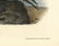 Audubon octavo, Common Gannet. Pl. 425, Litho - 3
