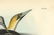 Audubon octavo, Common Gannet. Pl. 425, Litho - 4