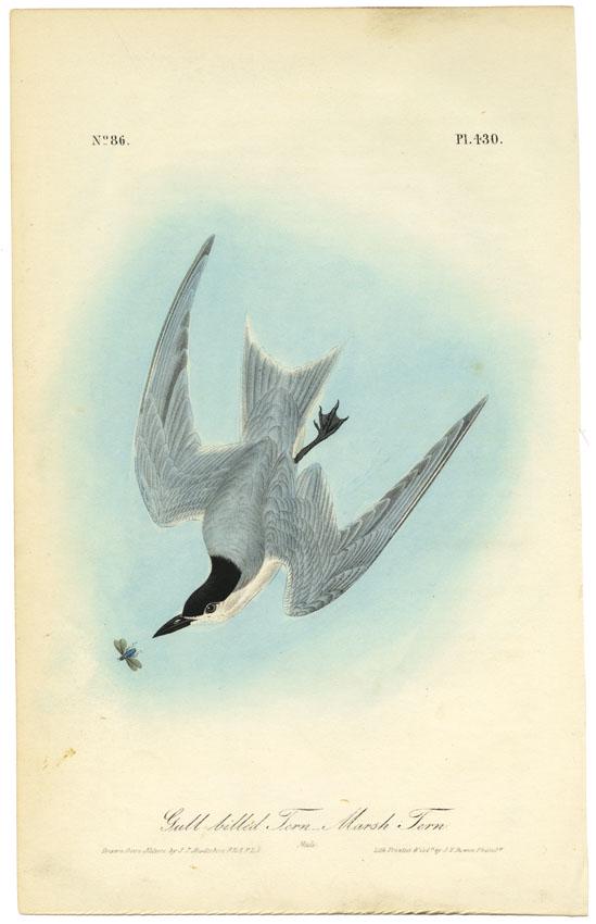 Audubon octavo, Marsh Tern. Pl. 430, Litho: Title: Gull Billed Tern, Marsh Tern. (Male). Pl. 430. John James Audubon (1785-1851) Medium: Lithograph handcolored, 1840-44. From the first octavo edition of "The Birds of America." Printed and color