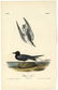 Audubon octavo, Black Tern Pl. 438, Lithograph