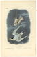 Audubon octavo, Least Tern. Pl. 439, Litho