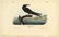 Audubon octavo, Noddy Tern. Pl. 440, Lithograph