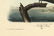 Audubon octavo, Noddy Tern. Pl. 440, Lithograph - 2