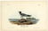 Audubon octavo, Fork-tailed Gull. Pl 441, Litho