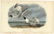 Audubon octavo, Bonapartes Gull. Plate 442
