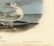 Audubon octavo, Bonapartes Gull. Plate 442 - 3
