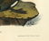 Audubon octavo, Common Cormorant. Pl. 415, Litho - 3