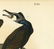 Audubon octavo, Common Cormorant. Pl. 415, Litho - 4